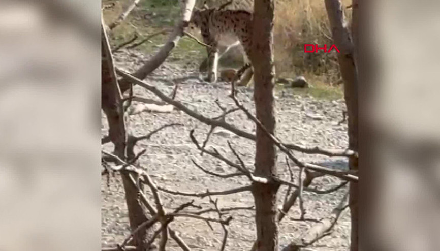 Nesli tükenme tehlikesi altındaki tür Hakkaride görüldü