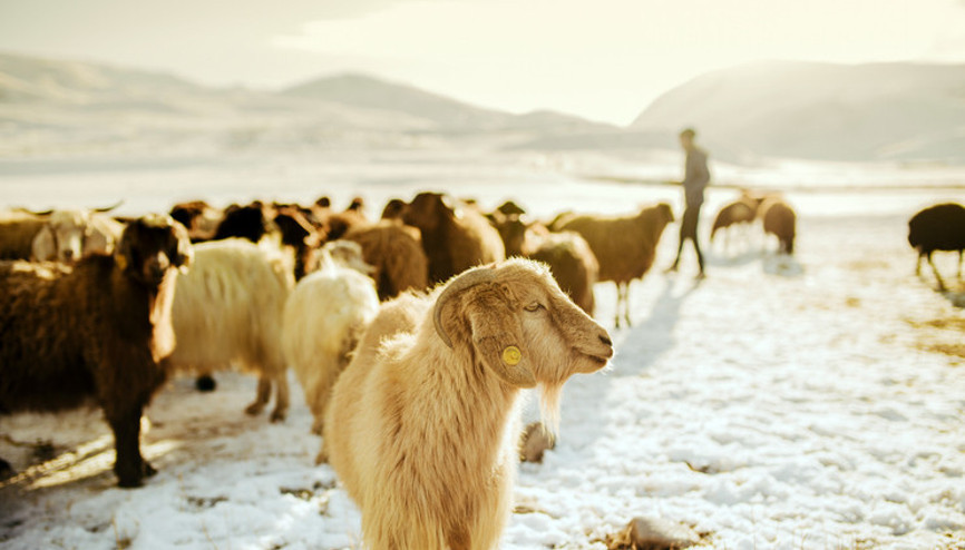 Kurban Bayramı 2026 ne zaman 2026 Kurban Bayramı tatili kaç gün olacak, hangi gün başlıyor