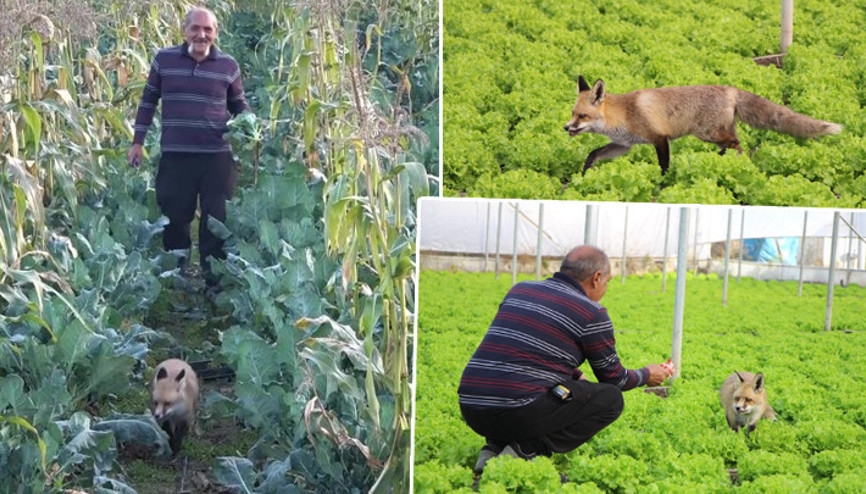 Amasyada çiftçi ile tilkinin sıra dışı dostluğu... Alıştırmak için 1 ay mangal partisi yaptım