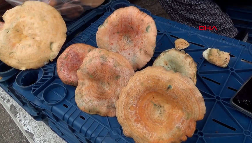 Mantar geçim kaynakları oldu Mantar geçim kaynakları oldu