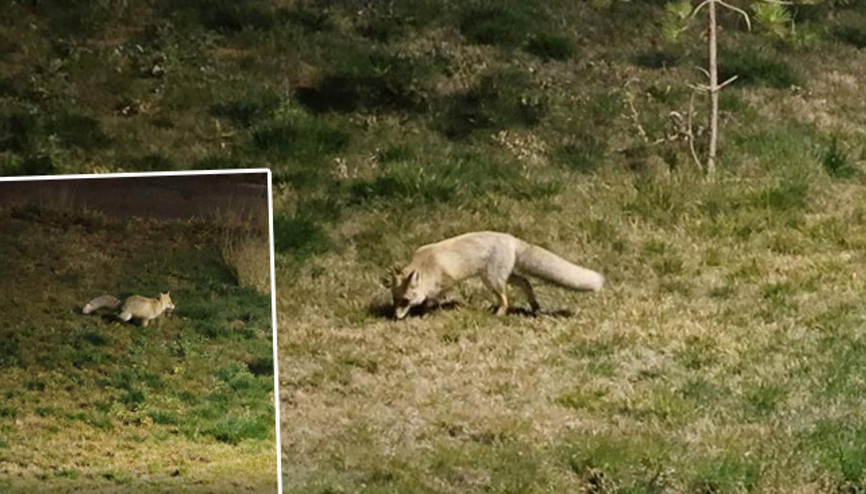 Gece saatlerinde şehir merkezine indiler Kimseye aldırmadan dolaştılar