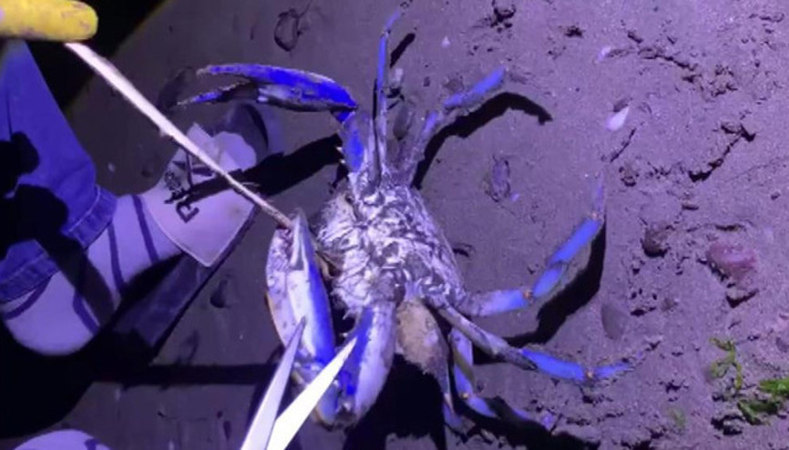 Samsunda sahilde görüldü Fark eden vatandaşlar şok oldu