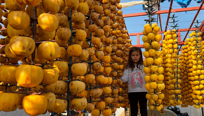 Alaşehirde ilk kez Cennet Hurması Festivali düzenlenecek