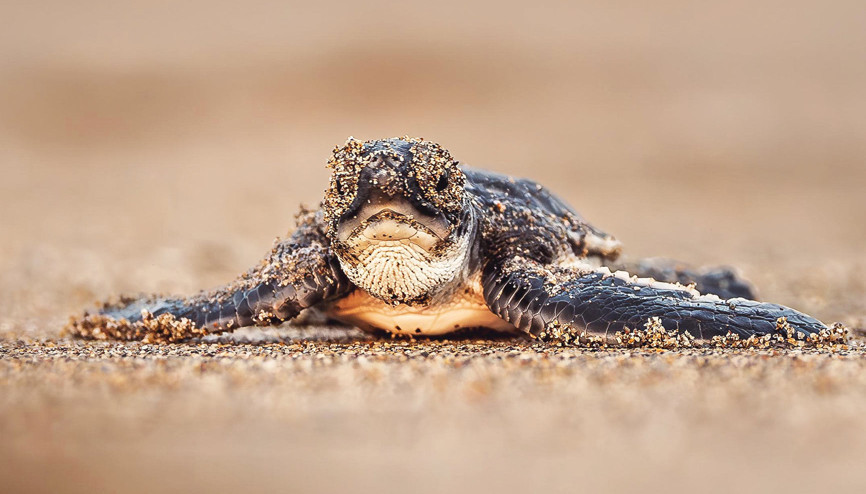 Yeşil deniz kaplumbağasının nesli kurtuldu