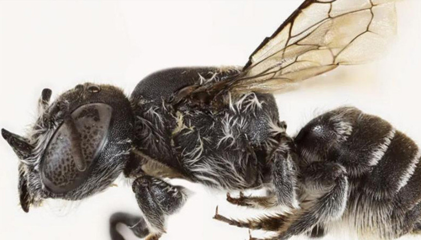 Yeni tür bir arı keşfedildi: Şeytan arısı