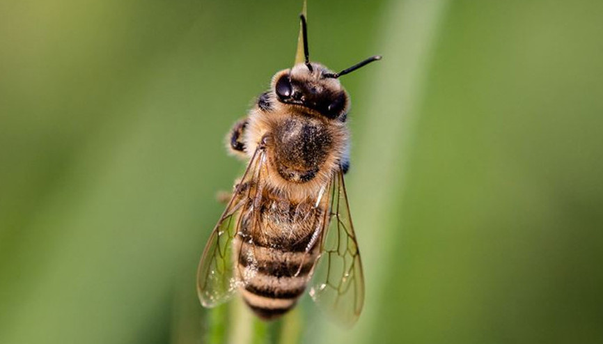 Yeni tür bir arı keşfedildi: Şeytan arısı