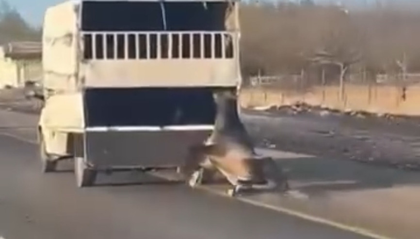 Kamyonetin arkasına bağladığı atı dakikalarca sürükledi; o anlar kamerada Kamyonetin arkasına bağladığı atı dakikalarca sürükledi; o anlar kamerada