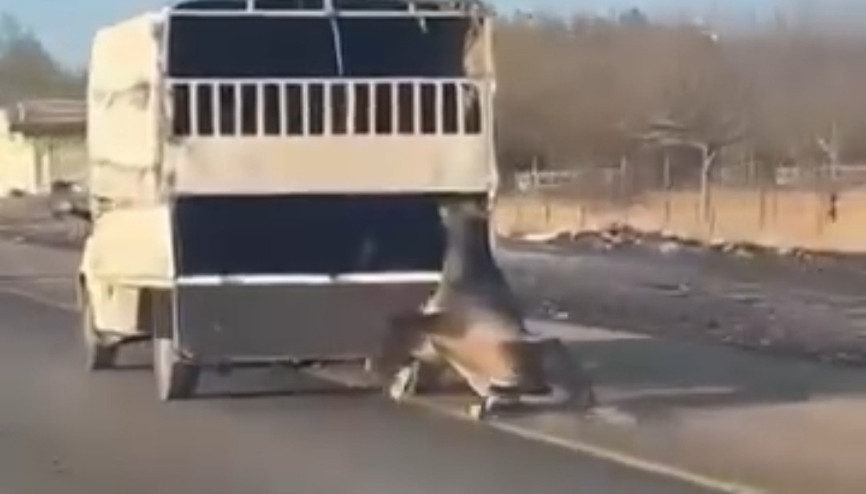 Kamyonetin arkasına bağladığı atı dakikalarca sürükledi