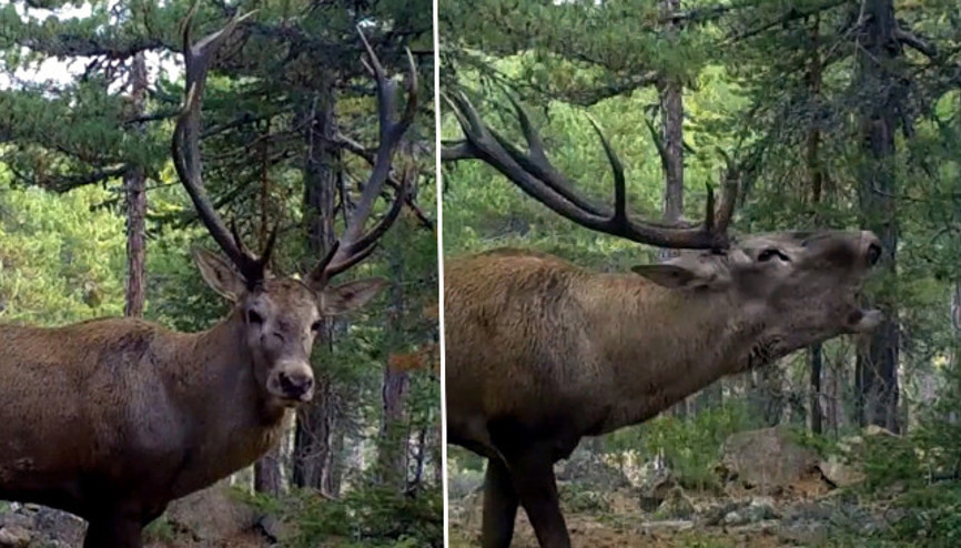 Dünyanın en büyüklerinden: Ankarada görüldü Önce sessizliği bozdu sonra unutulmaz bir bakış attı