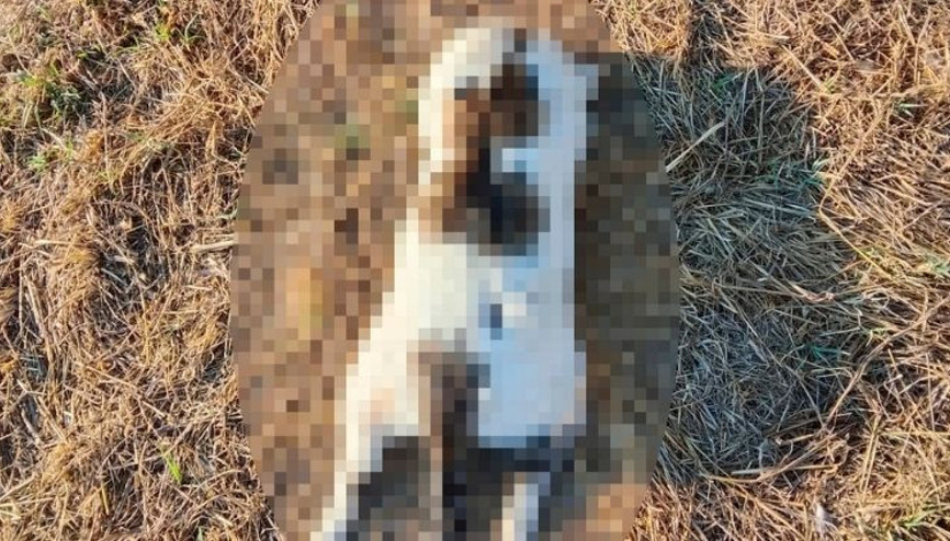 Kedinin işkenceyle öldürüldüğü iddiasına soruşturma