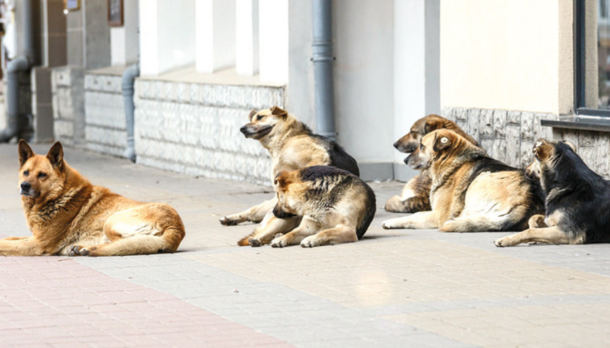 İstanbul Valiliği’nden belediyelere sokak hayvanları uyarısı: Acele edin