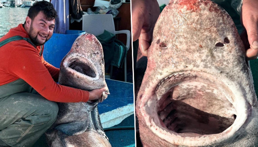 Marmara Denizinde görüldü: 4 metre uzunluğunda İlk defa böyle bir şeyle karşılaştım