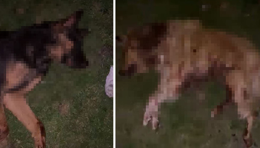 Köpekler çöp kovasında ölü bulundu | Vahşet sonrası valilikten açıklama