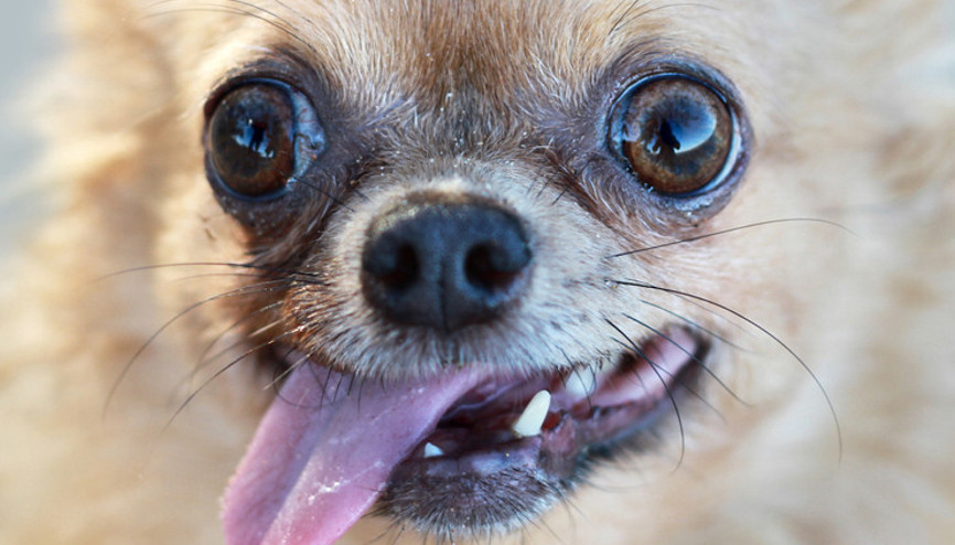 Köpeğinizde kurt geni olabilir