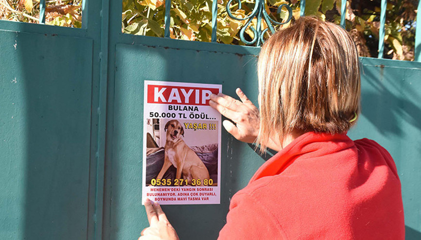 Arkadaşının evinde çıkan yangında köpeği kayboldu: Bulana ödül verecek