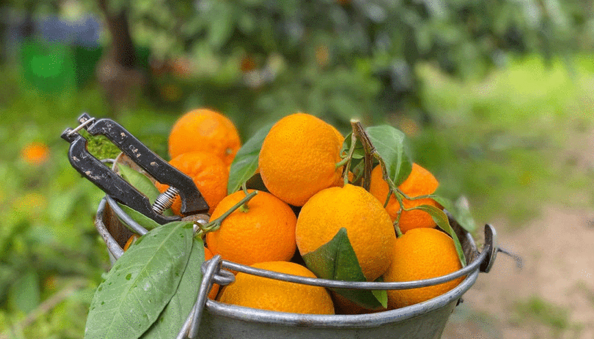 Havran mandalinası için hasat zamanı