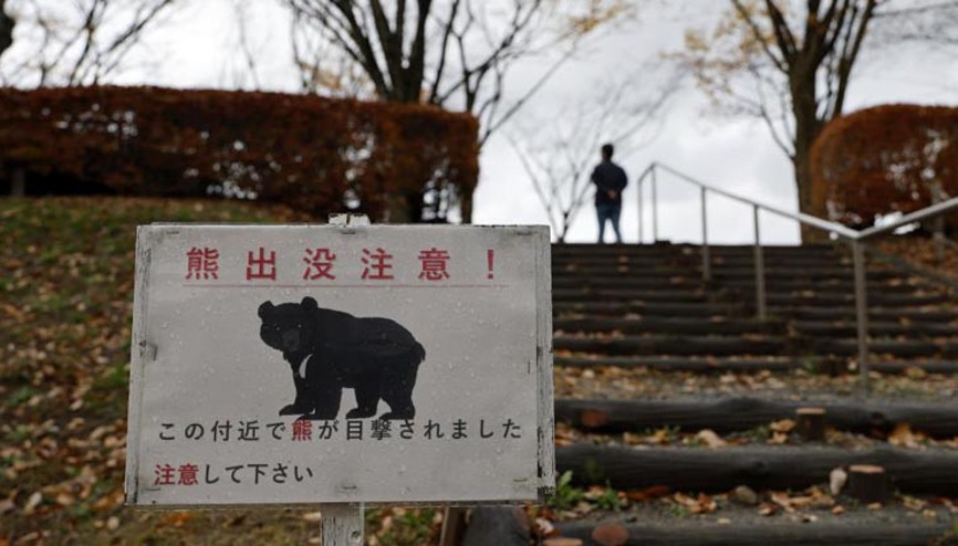 Japonyada ayı sigortası