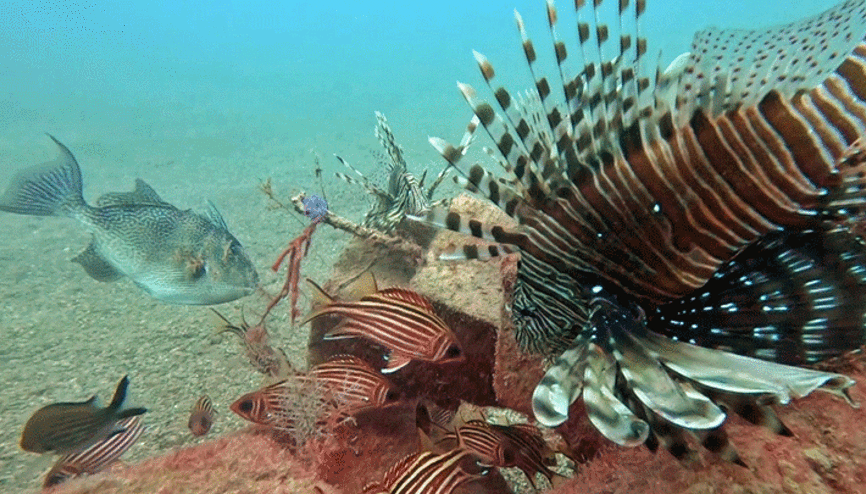 Akdenizde balıklar arasında rekabet: Kızıldeniz türleri yerli türleri baskılıyor Çözümü yok zamanla denge oluşacak