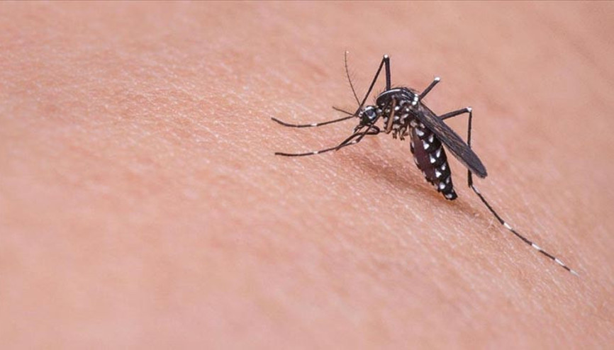 Sivrisinekler ölüm saçtı: 33 kişi hayatını kaybetti