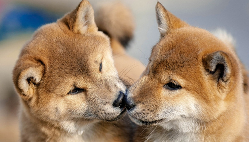 Evcil hayvan klonlama modası büyük riskler taşıyor