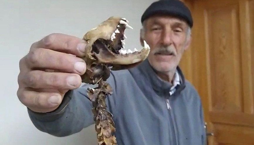 55 santim boyunda, yırtıcı dişlere sahip Artvinli vatandaş ahırında buldu, gözlerine inanamadı | İlk kez böyle bir şey gördüm