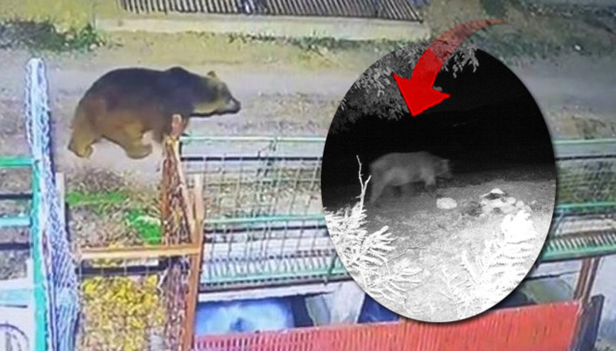 Beklenen kar yağmayınca yerleşim alanlarına indiler: Hala etrafta dolaşmaya devam ediyorlar