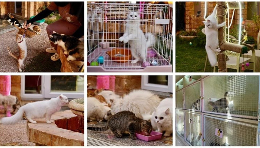 Kedilere lüks hizmet: 5 yıldızlı otel