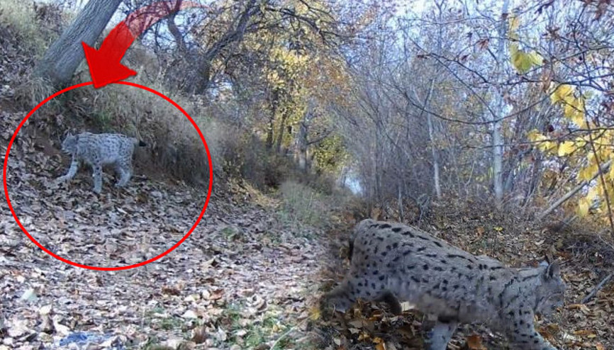 Ormanın hayaleti olarak anılıyor: Fotokapana yakalandı Kentte heyecan yarattı