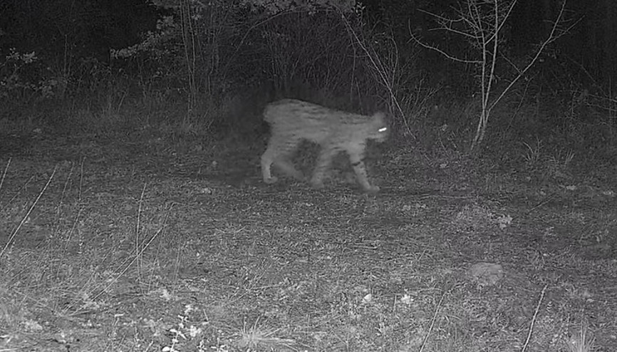 Karabükte ilginç göründü: Ormanda birlikte dolaşırlarken fotokapana yansıdılar