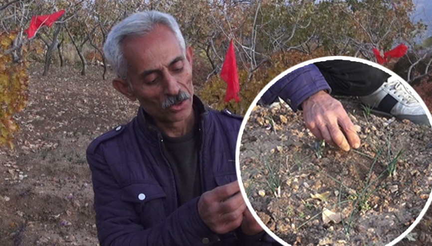 Dünyanın en pahalı bitkilerinden biri: Batmanlı çiftçi fıstığa alternatif olarak denedi ve yetiştirmeyi başardı Dünyanın en pahalı bitkilerinden biri: Batmanlı çiftçi fıstığa alternatif olarak denedi ve yetiştirmeyi başardı