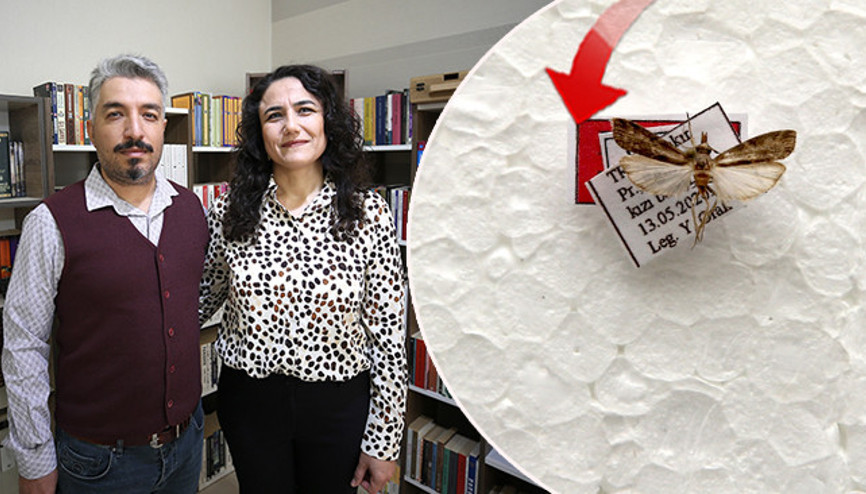 İlk kez Diyarbakırda bulundu: Işık tuzağıyla yakalandı | Keşfedilen bu türe eşinin adını verdi: En büyük destekçimdi, teşekkür etmek istedim