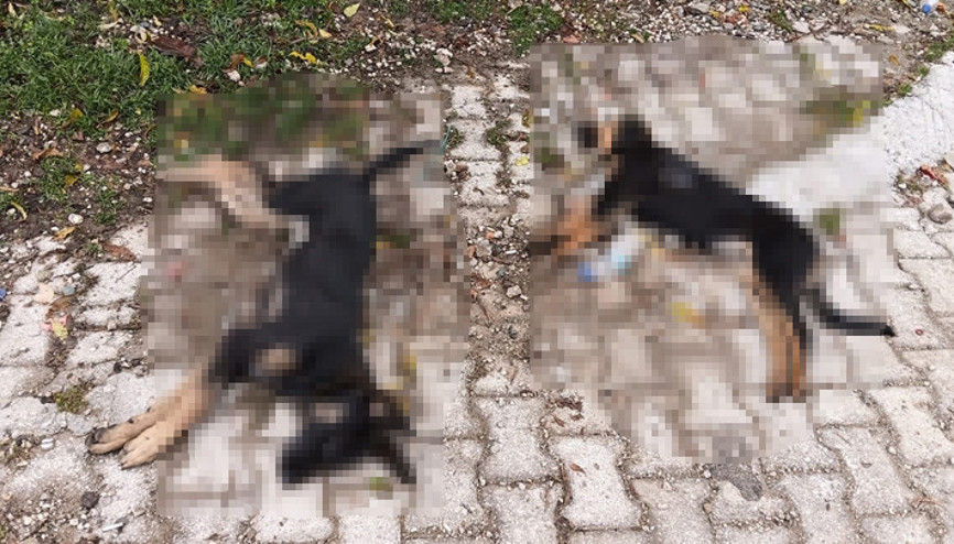 Yol kenarında 5 sokak köpeği ölü bulundu Valilik inceleme başlattı