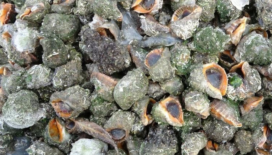 Karadeniz için en büyük iki tehdit: Deniz salyangozu ve taraklı medüz