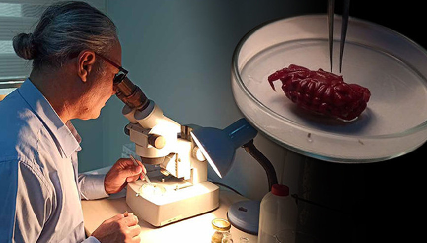 Türkiye kıyılarında ilk kez görüldü 2 santimetre büyüklüğünde popülasyonu artacak