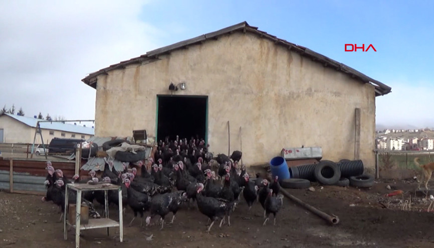 Yılbaşı hindisi 800 ile 1000 lira Yılbaşı hindisi 800 ile 1000 lira