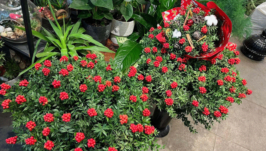 Yılbaşının simgesi kokinaya talepte iki kat artış Şans ve bereket getirdiğine inanılıyor...