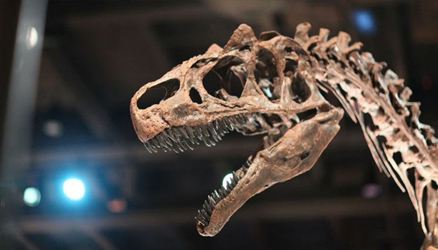 İtalyada tarihi keşif: 210 milyon yıl öncesine ait