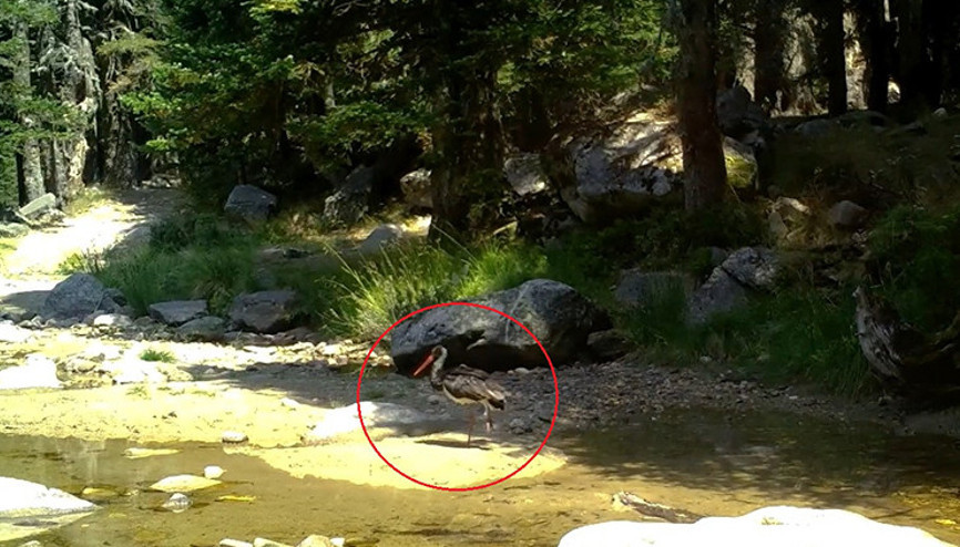 Türkiyede nadir görülen bir tür: Fotokapanla böyle görüntülendi