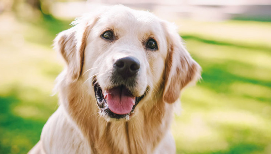 Poni’nin velayeti belli oldu Hafta içi ‘baba’da hafta sonu ‘anne’de