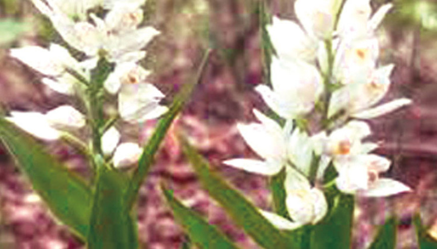 Biyokaçakçılara göz açtırılmadı