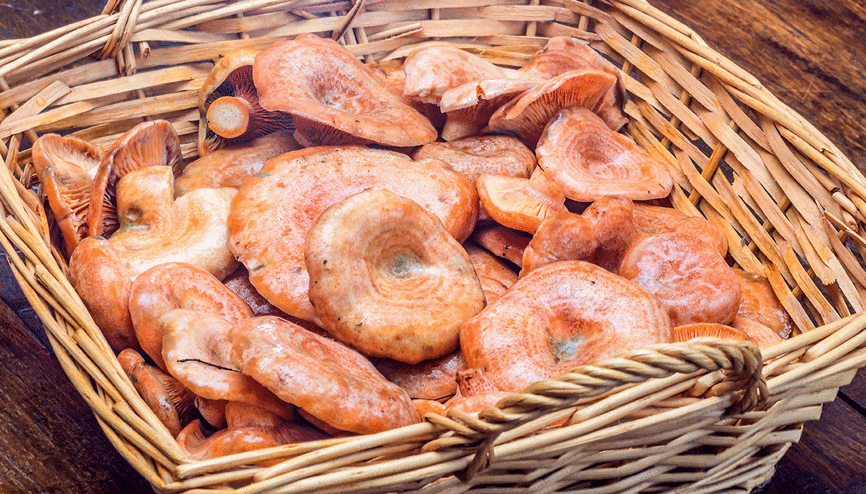 Sonbaharın ormanlardan gelen hediyesi: Kanlıca mantarı ve pişirme rehberi