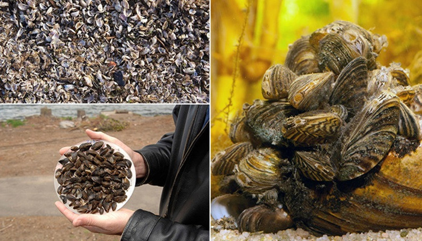 Koca bir yerleşkeyi felç ettiler ‘Bu açık bir istila’ | Türkiyede de hızla yayılıyor, tehlikeleri neler