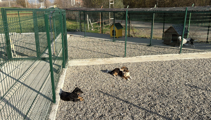 Kampüsteki hayvanlar için doğal yaşam alanı oluşturuldu