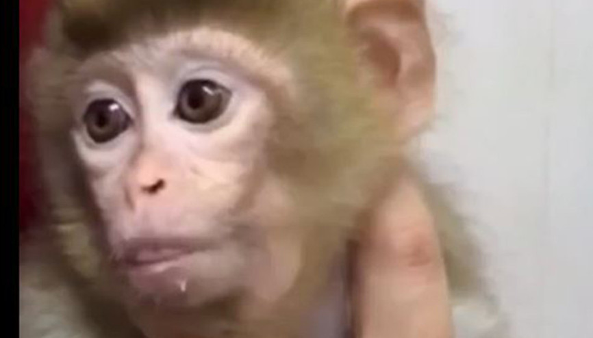 Denetimde yavru makak maymunu ele geçirildi