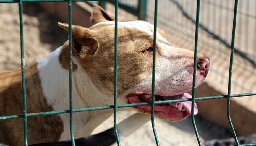 Pitbull dehşet saçtı: 1 yaşındaki çocuğun bacağını dakikalarca bırakmadı