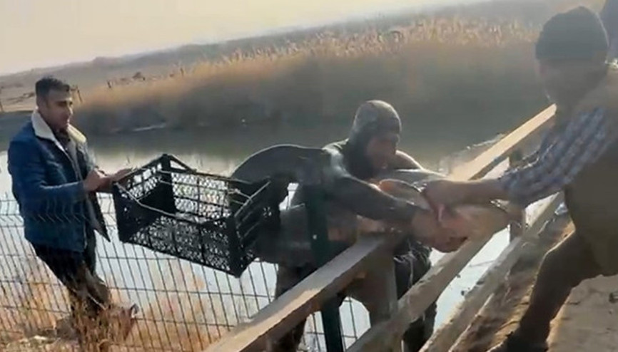 Olta ve ağ kullanmadan balıkları yakalıyor: İnanmayan gelip görebilir