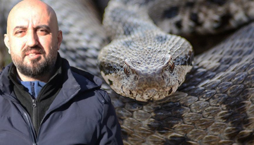 Ege, Akdeniz, İç Anadolu ve Trakyada görülüyor: 1 metreye kadar büyüyebiliyor Gece ve sabaha karşı aktif