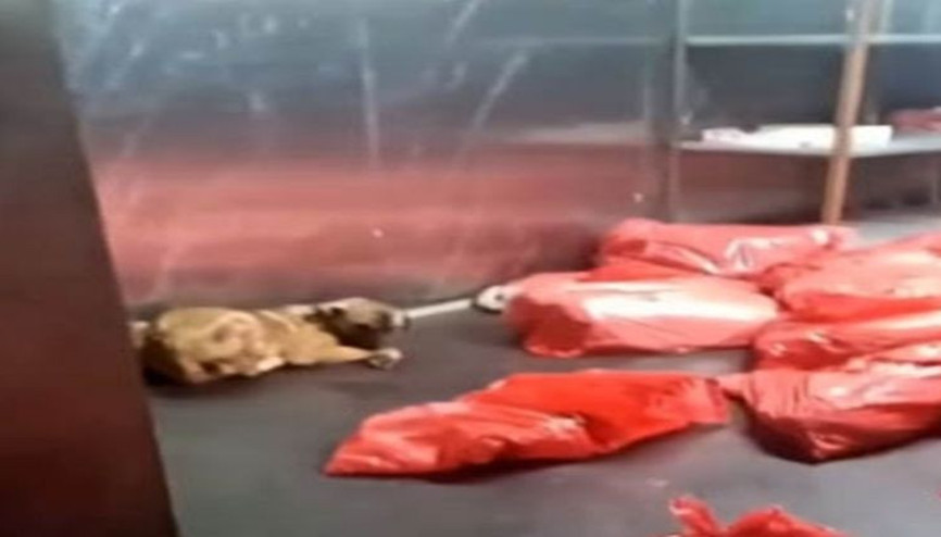 Ankara Büyükşehir Belediyesinden barınak açıklaması: Görüntülerin bizle ilgilisi yok