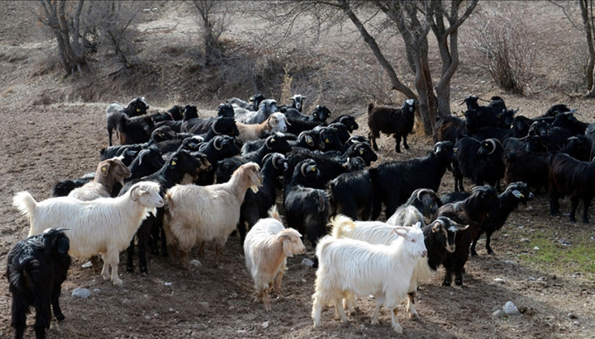 Yunanistanda koyun çiçeği hastalığı yayılıyor: 17 bölgede görüldü