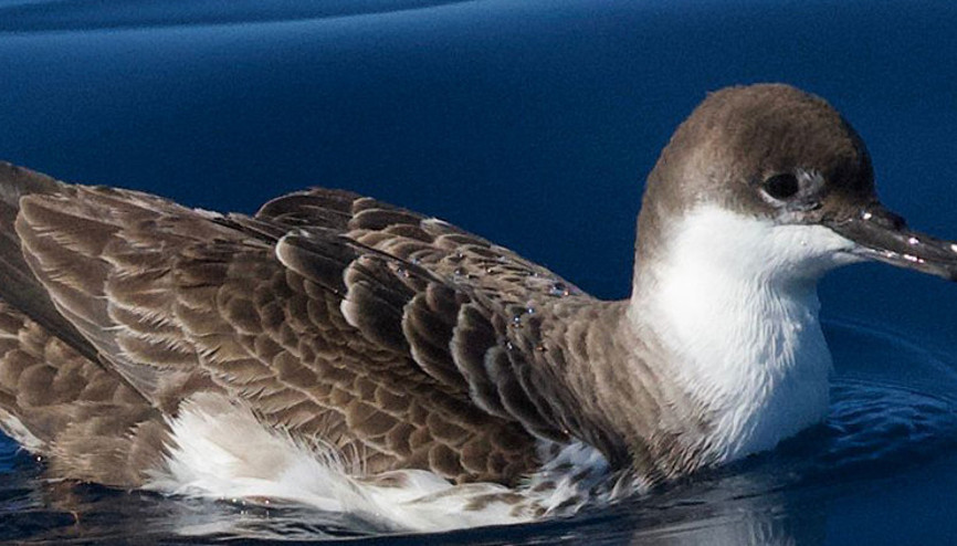 Türkiyede ilk kez görüntülendi: Okyanuslarda yaşayan çok nadir bir tür